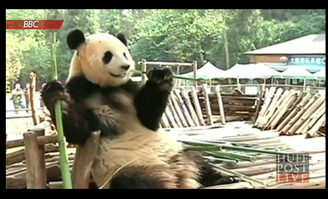 Pandan Sijia var deprimerad – därför fick hon en egen nöjespark. 